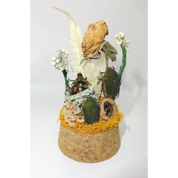 June Bug Sitting In Pinecone Throne Oddity Jar curiosity dome insect taxidermy - Picture 6 of 14